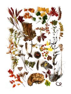 erbe d'autunno-2